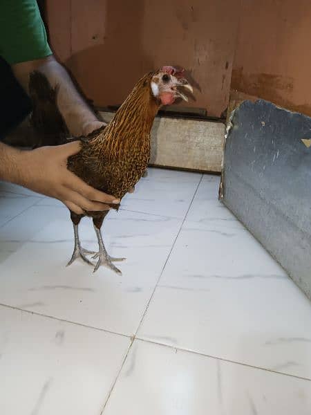 Misri Egg-laying Hen Set 3