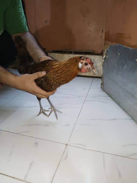 Misri Egg-laying Hen Set 4