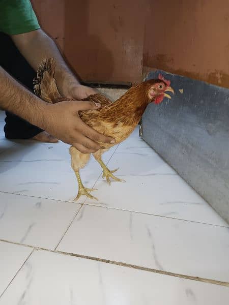Misri Egg-laying Hen Set 5