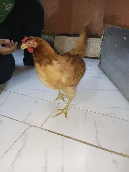Misri Egg-laying Hen Set 7