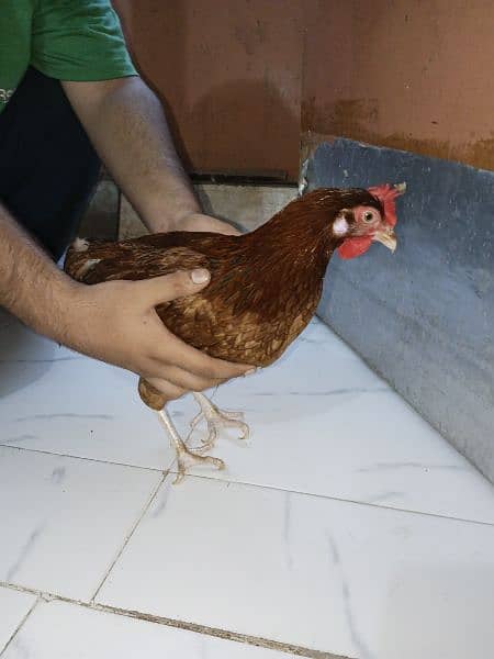 Misri Egg-laying Hen Set 8