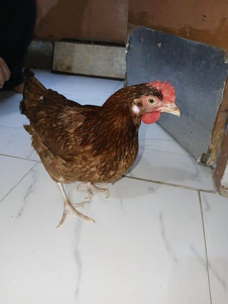 Misri Egg-laying Hen Set 9