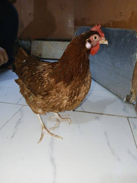Misri Egg-laying Hen Set 10