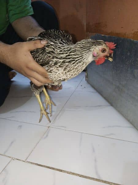 Misri Egg-laying Hen Set 11