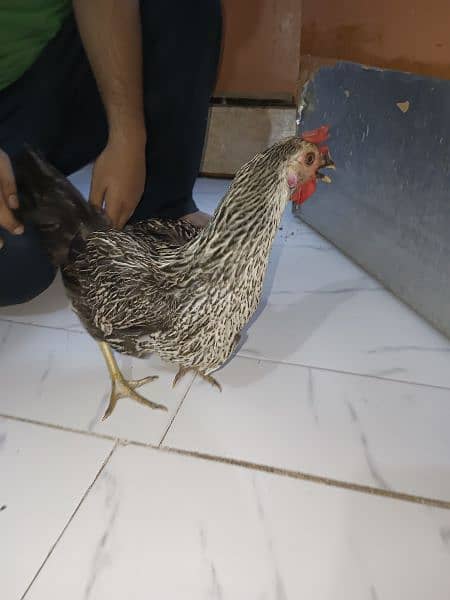 Misri Egg-laying Hen Set 12