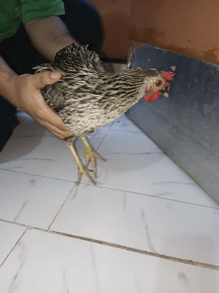 Misri Egg-laying Hen Set 13