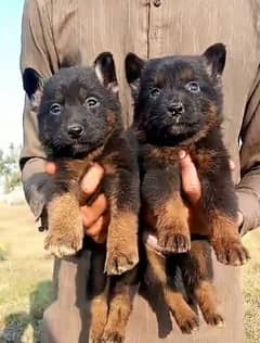German Shepherd double coat pair 2 month available for sale 0