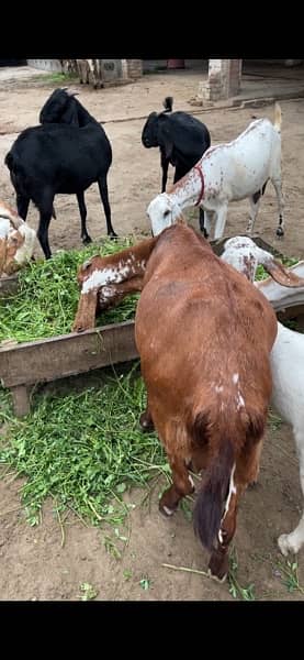 goats and sheeps for sale 1
