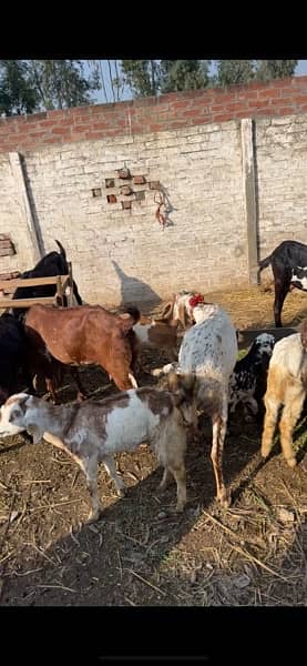 goats and sheeps for sale 2