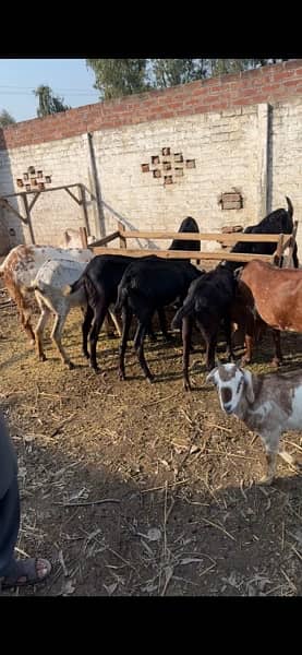goats and sheeps for sale 3