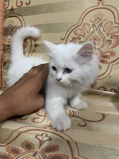 2 Month age persian kitten semi punch face