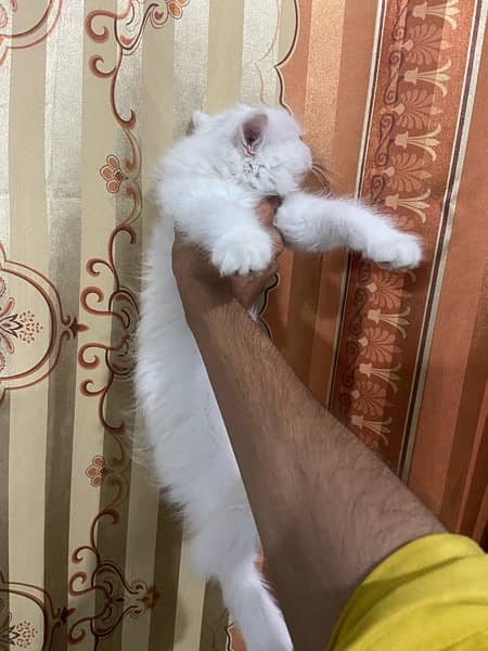 2 Month age persian kitten semi punch face 1
