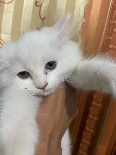2 Month age persian kitten semi punch face 2