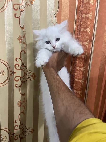 2 Month age persian kitten semi punch face 3