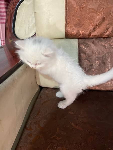 2 Month age persian kitten semi punch face 5