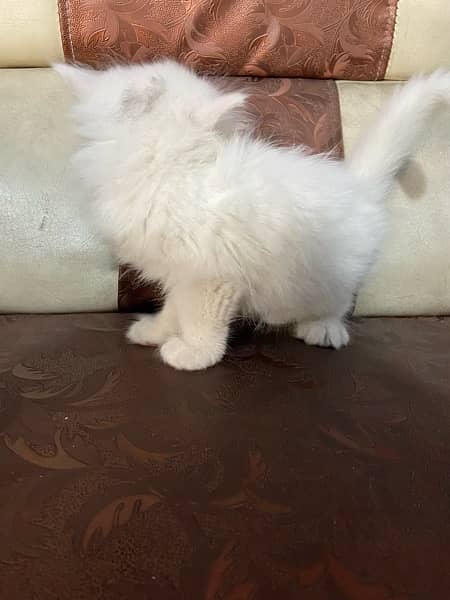 2 Month age persian kitten semi punch face 6