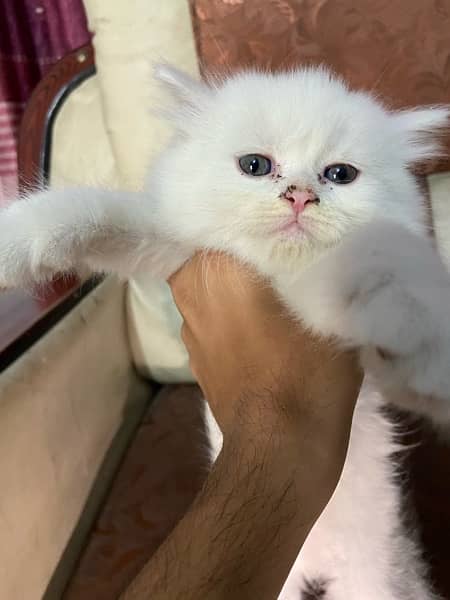 2 Month age persian kitten semi punch face 8