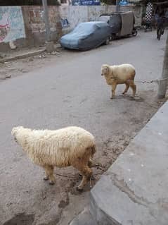 sheeps available for sale