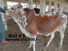 Qurbani 2024 janwer cattle wera bull cow wacha weray wachy 03104594900 0