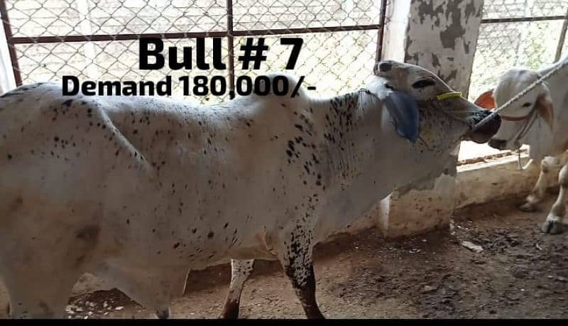 Qurbani 2024 janwer cattle wera bull cow wacha weray wachy 03104594900 4