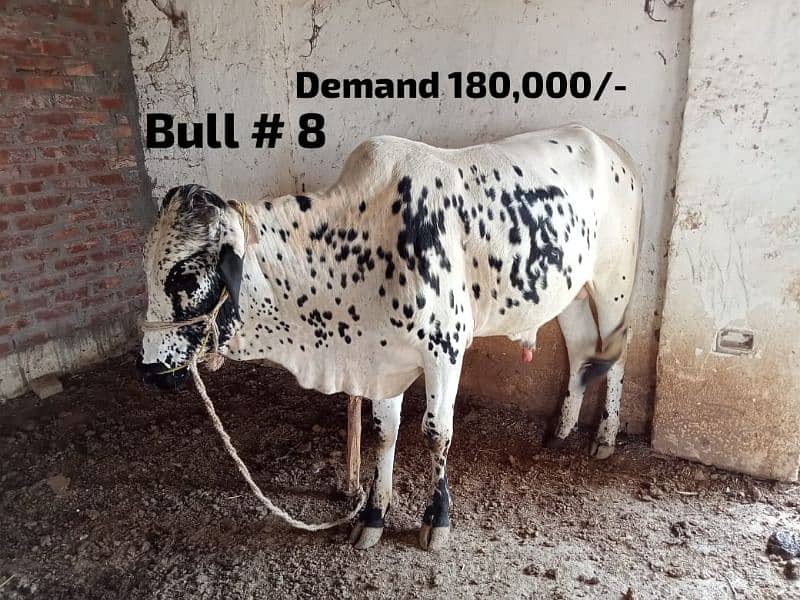 Qurbani 2024 janwer cattle wera bull cow wacha weray wachy 03104594900 5