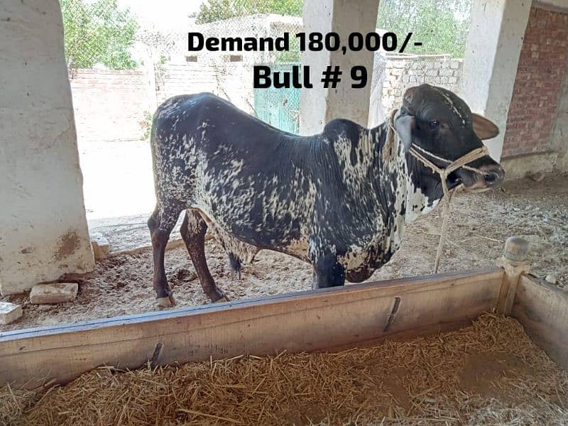 Qurbani 2024 janwer cattle wera bull cow wacha weray wachy 03104594900 6