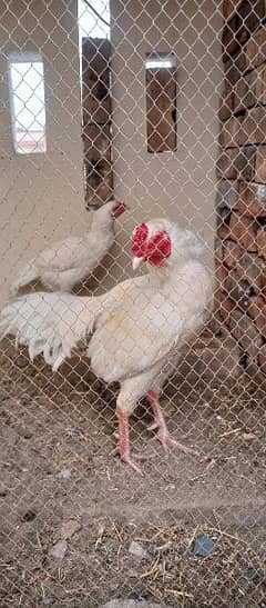 Aseel white pair for sale 0