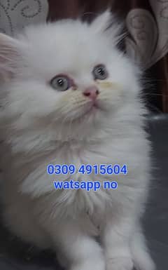 Persian Female kitten