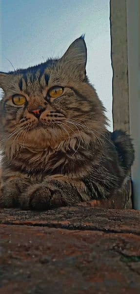 Persian male Home breed double coat 7