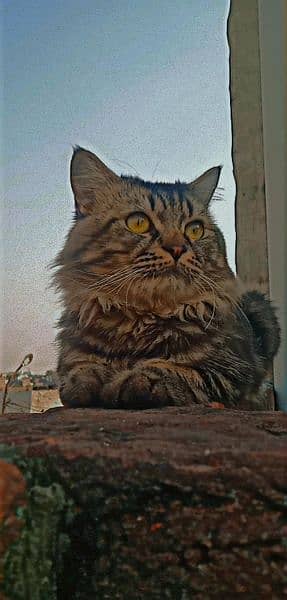 Persian male Home breed double coat 8