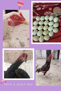 eggs for sell jawa male ke sath herra or mushka madi ke