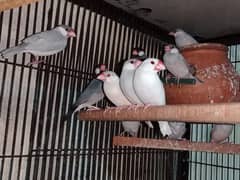 Silver java birds