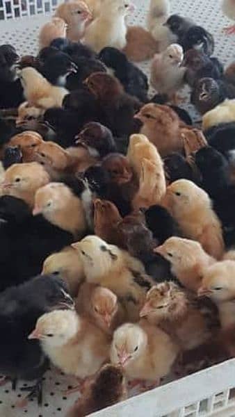 golden misri chicks / desi hen chicks / desi murgh / chicks 1