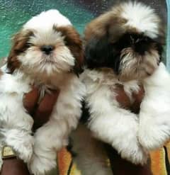 shitzu puppies for sale