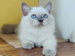 Himalayan kitten for sale / Blue eyes kitten / kitten for sale 0