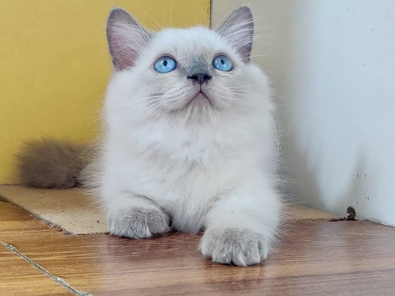 Himalayan kitten for sale / Blue eyes kitten / kitten for sale 1