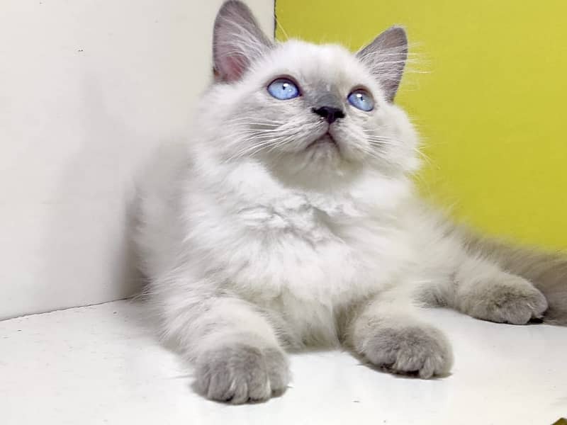 Himalayan kitten for sale / Blue eyes kitten / kitten for sale 2
