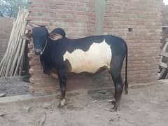 Bull for sale /waxcha for sale