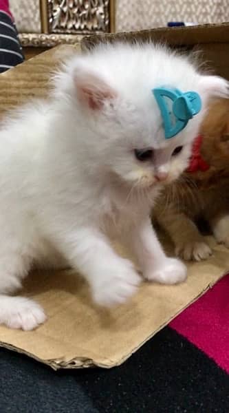 Persian Triple Coated Kittens 1