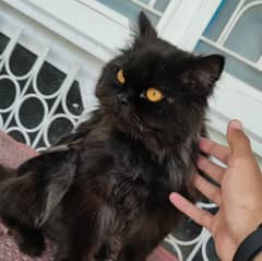 Adorable Persian cat for sale
