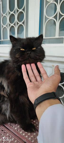 Adorable Persian cat for sale 2