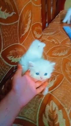 Persian cat doll face white male and female pair 3 coted