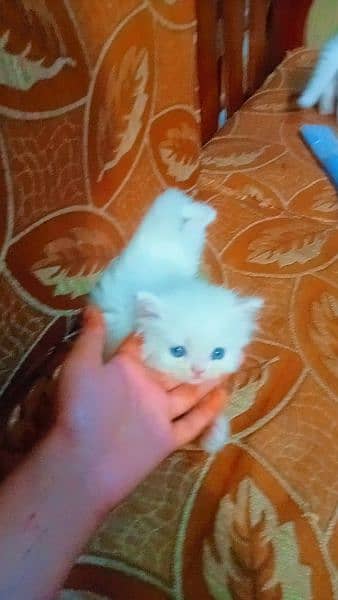 Persian cat doll face white male and female pair 3 coted 0