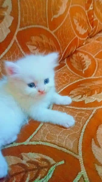 Persian cat doll face white male and female pair 3 coted 1