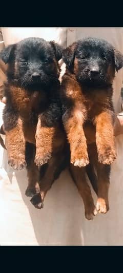 black shepherd Dubal cout pair 50 day for sale 0