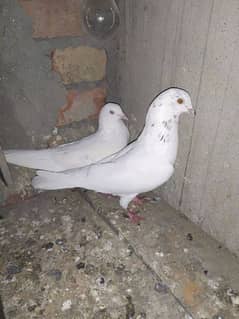 pigeon for sale