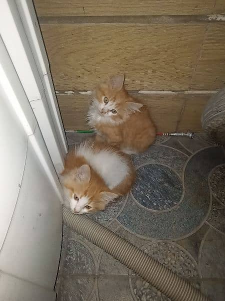 kittens looking for forever home 1
