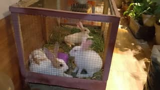 selling my 3 rabbit with cage
