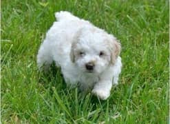 French poodle adorable little pups 0