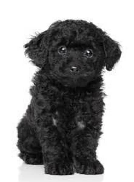 French poodle adorable little pups 1